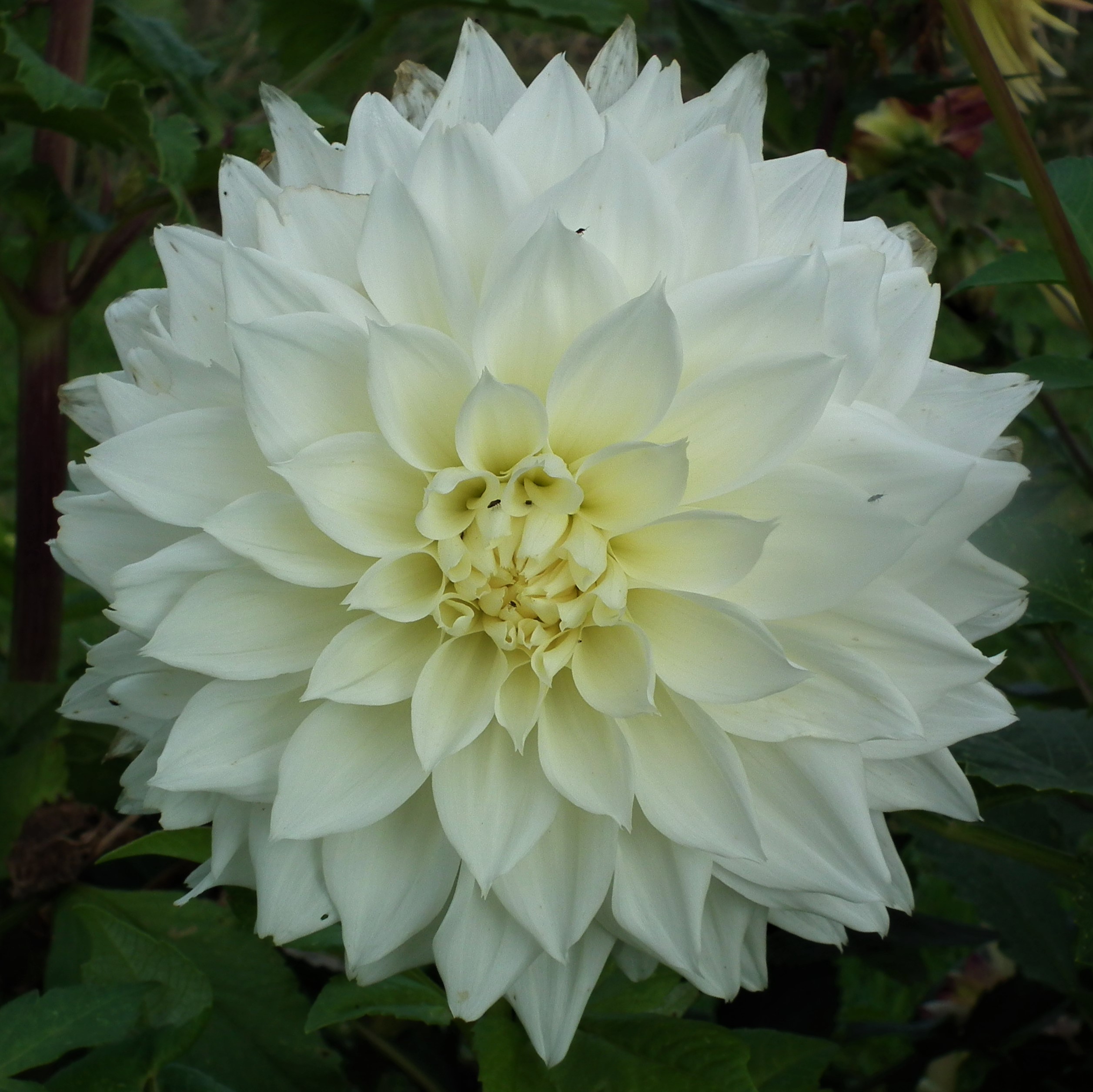 Dahlia Fleurel